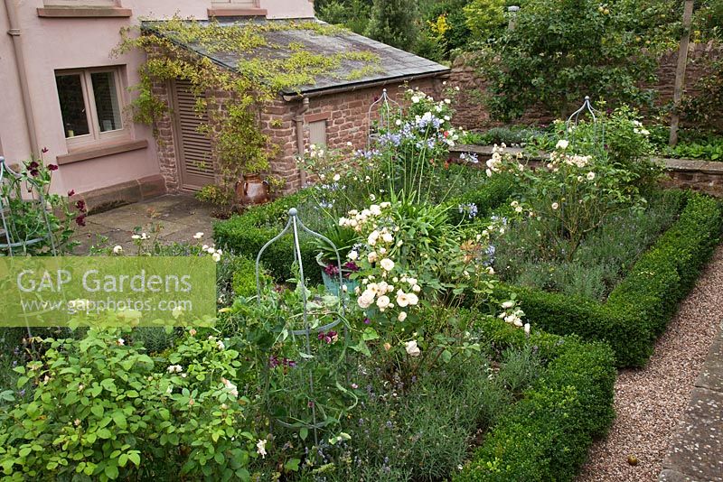 Parterres bordés de boîtes remplies de roses, lavande, petits pois et Agapanthe dans le jardin de la cour - Brockhampton Cottage, Herefordshire.