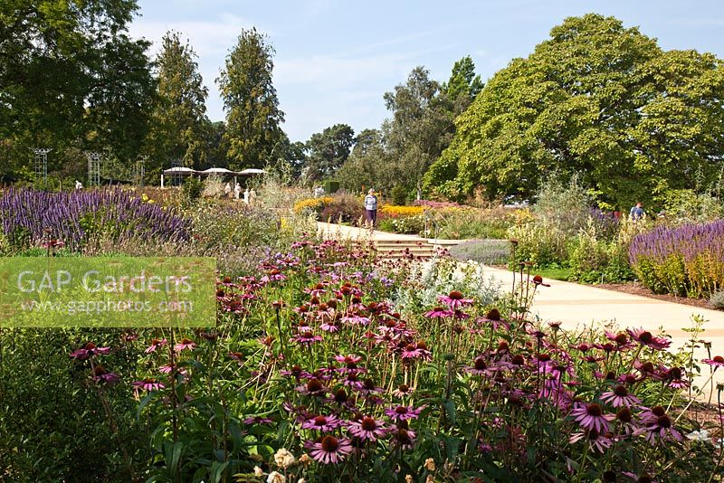 Jardins RHS, Wisley, Surrey. La roseraie de Bowes-Lyon conçue par Robert Myers à la fin de l'été. Des dérives de vivaces se mêlent aux roses