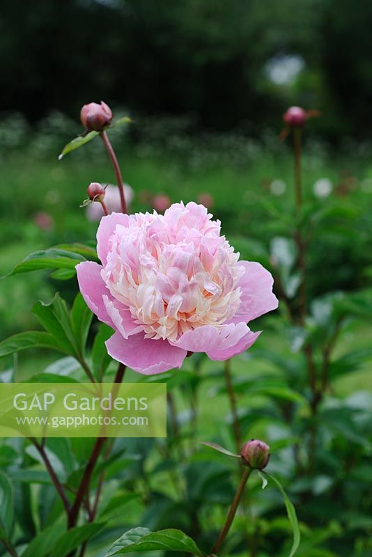 Paeonia 'Gloire de Langport' - Pivoine