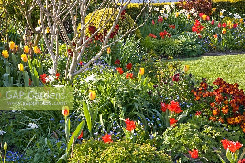 Parterre de printemps coloré avec Tulipa greigii 'Red Riding Hood', Tulipa 'Washington', Narcissus 'Ice Wings'