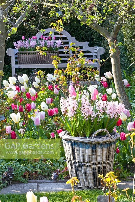 Banc en bois dans le jardin de printemps. Tulipa 'Jazz', 'Synada Amor', 'Page Polka', 'Christmas Dream' et 'Flaming Purissima '