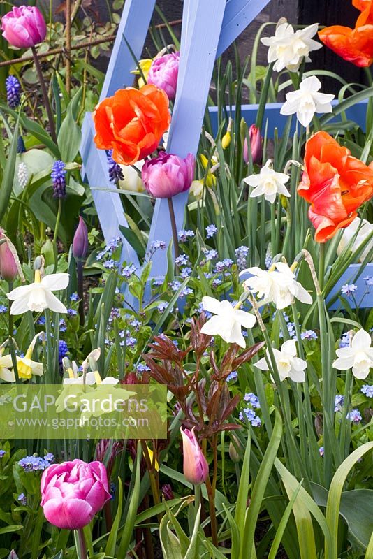 Parterre de printemps coloré avec Tulipa 'Blue Diamond, Tulipa' Orange Monarch, Narcissus 'Hawera', Narcissus 'Dickcissel' et Narcissus 'Pueblo'