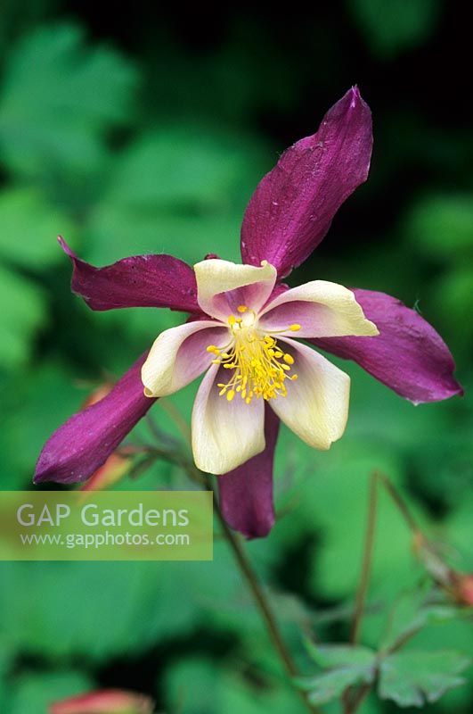 Aquilegia. Description du propriétaire - 'Éperon long blanc violet-rose 947' - Touchwood Garden, Swansea, Pays de Galles. ROYAUME-UNI. Collection NCCPG d'Aquilegia vulgaris. Mai.