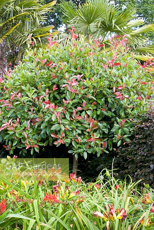Photinia fraseri 'Birmingham' en parterre de fleurs mélangé