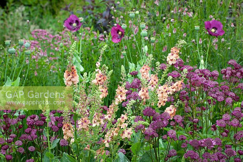 Astrantia 'Glebe Cottage Crimson', Verbascum chaixii 'Cotswold Beauty' et Papaver somniferum, pavot à opium, à Glebe Cottage