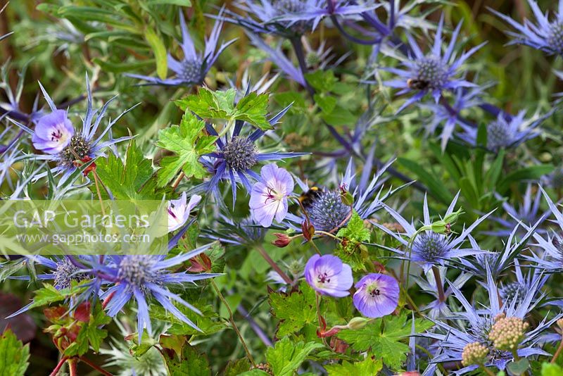 Eryngium bourgatii Blue Form avec Geranium wallichianum 'Buxton's Variety' syn. 'G.' Buxton's Blue '