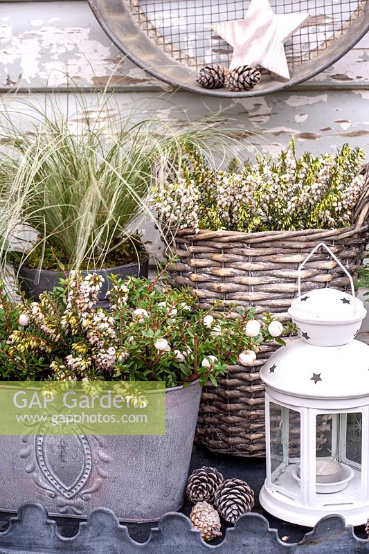 Pots d'hiver thème blanc sur table - Erica carnea 'Winter Snow', Carex comans 'Frosted Curls', Pernettya mucronata 'Alba'
