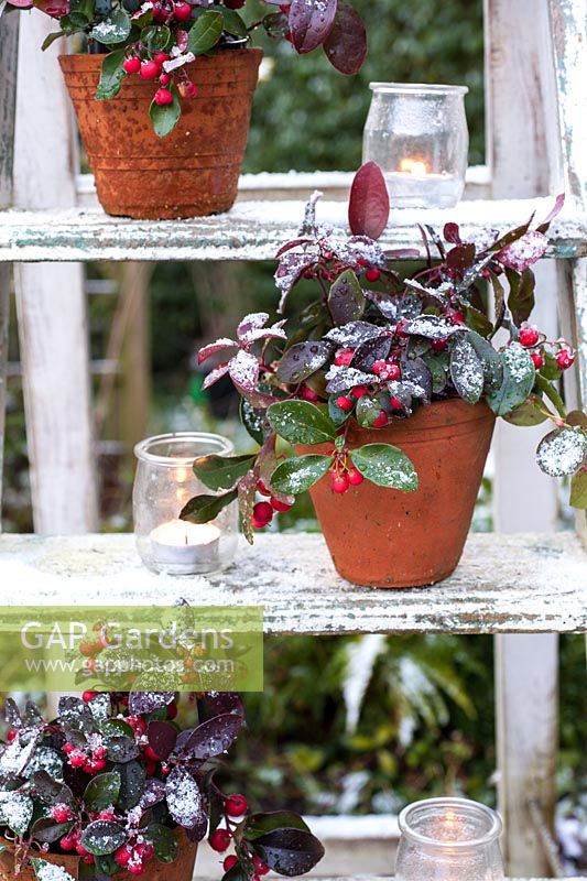 Gaulteria procumbens - Wintergreen affiché sur une échelle en pots avec bougies chauffe-plat
