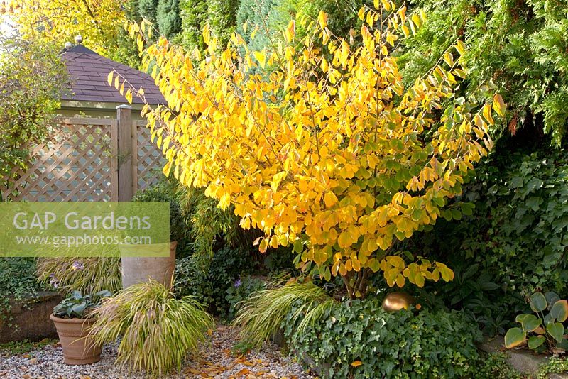 Jardin d'automne avec Buxus, Hakonechloa macra et Hamamelis intermedia 'Arnold Promise'