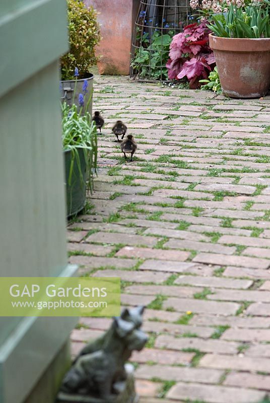 Les canetons qui courent le long du chemin de briques au Kitchen Garden Trostron, Suffolk, avril