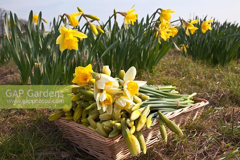 Bouquets de jonquilles fraîchement coupées - Choisissez votre propre ferme de jonquilles à Woodborough Nursery, Pewsey, Wiltshire