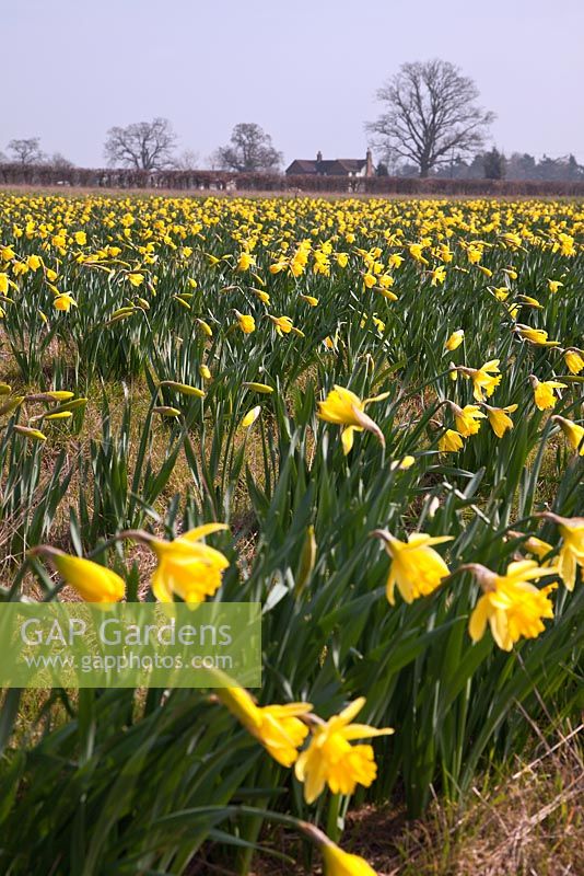 Choisissez votre propre ferme de jonquilles à la pépinière de Woodborough, Pewsey, Wiltshire