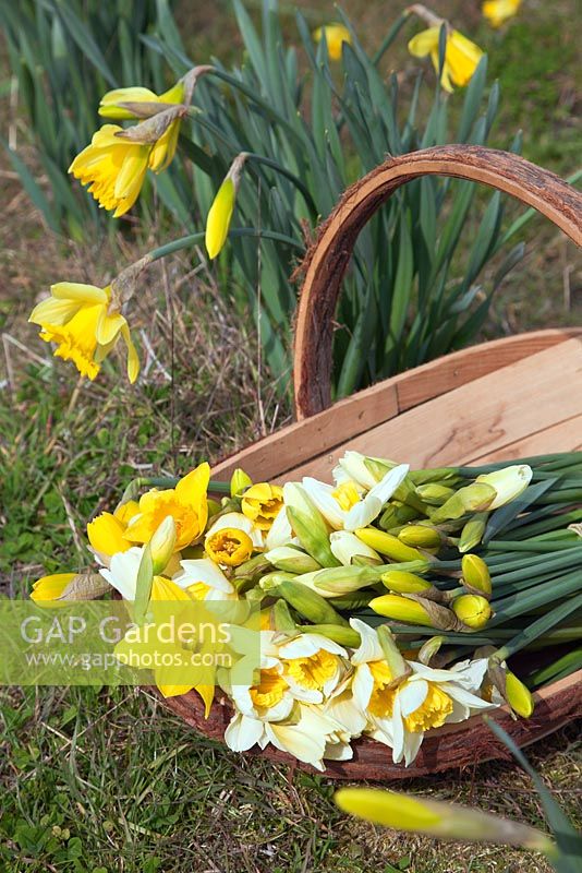 Un trug en bois de jonquilles fraîchement coupées - Choisissez votre propre ferme de jonquilles à Woodborough Nursery, Pewsey, Wiltshire