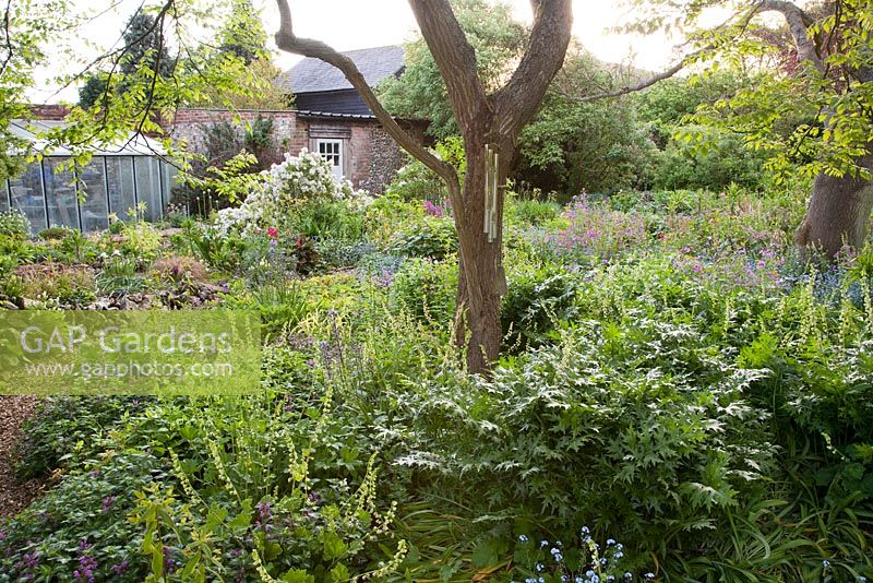 Jardin auto-ensemencé des bois à l'aube au printemps, y compris Lunaria annua, Myotosis, Tellima grandiflora et Choisya - Frith Old Farmhouse, Kent