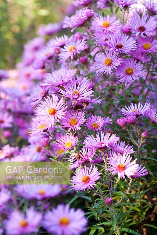 Aster 'Brunswick' - Le jardin Picton, Colwall