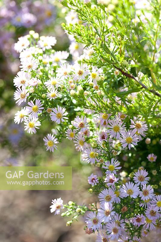 Aster 'Esther' - Le jardin Picton, Colwall