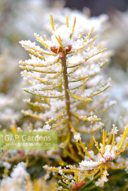 Abies concolor 'Wintergold' - Sapin du Colorado.