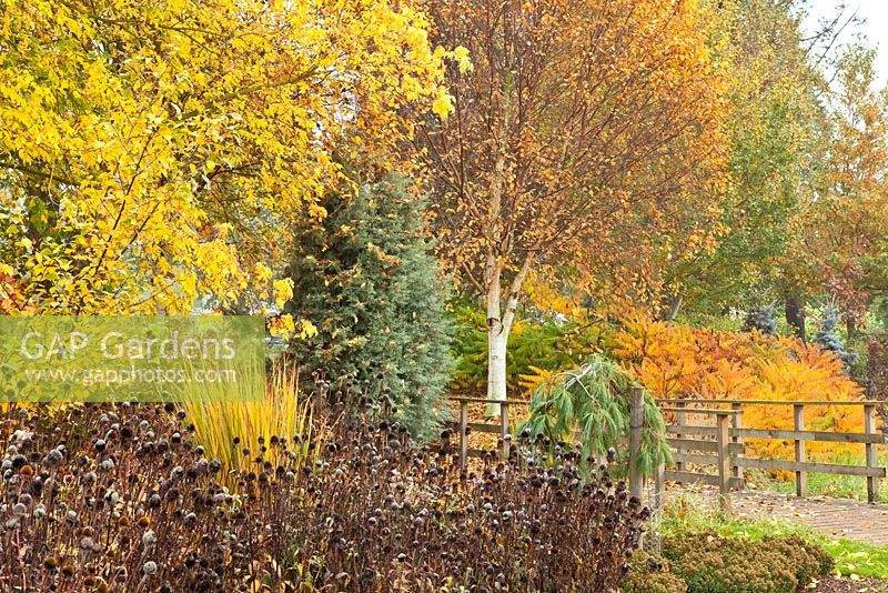 Parterre d'automne mixte en bois d'Adrian, les jardins de Bressingham, Norfolk, Royaume-Uni.