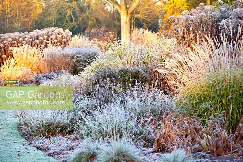 Le jardin d'été en novembre, l'hiver. Jardins de Bressingham, Norfolk, Royaume-Uni. Conçu par Adrian Bloom.