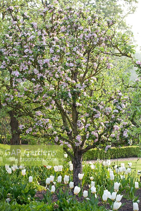 Le jardin clos avec des haies basses et taillées et la plantation de Malus, Tulipa 'Purissima' et Tulipa 'White Triumphator' - Wretham Lodge, Norfolk