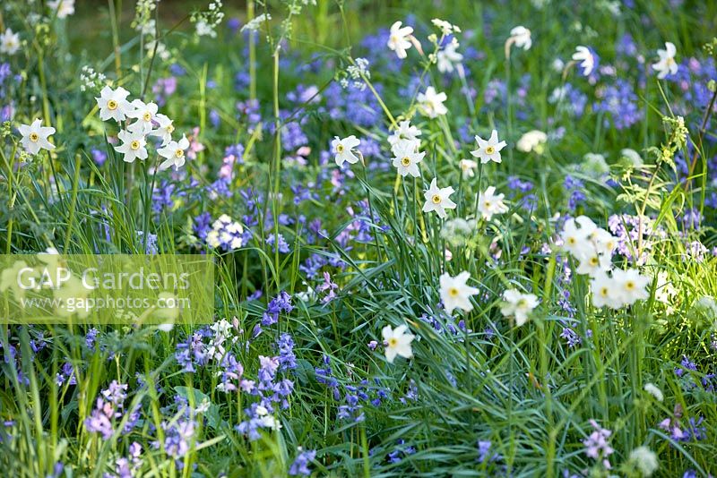 Bluebells naturalisés et Narcisse blanc à Wretham Lodge, Norfolk