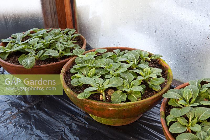 Jeunes plants de primevère dans des pots en terre cuite, hivernant dans une serre froide