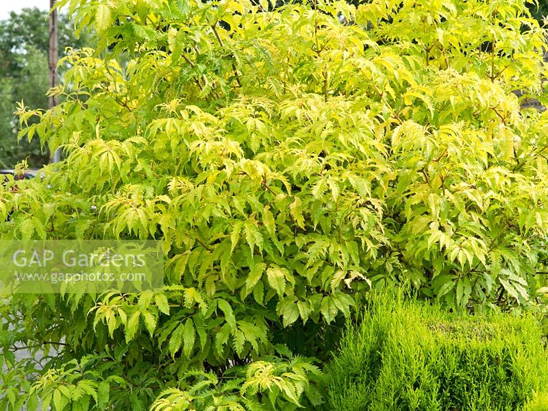 Sambucas racemosa 'Plumosa Aurea' - Aîné