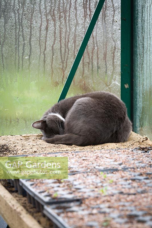 Silvy le chat dormant dans une serre