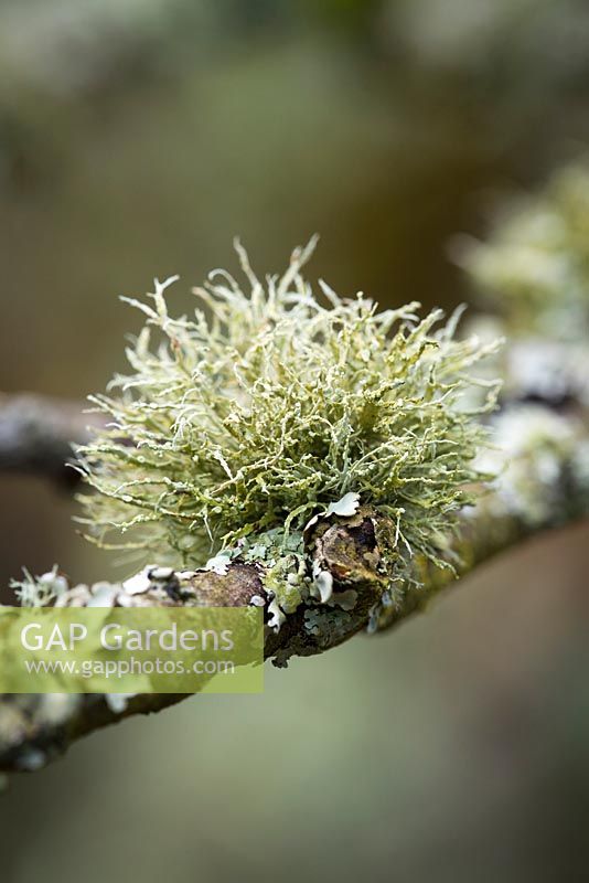 Lichen poussant sur une branche de Cercis siliquastrum