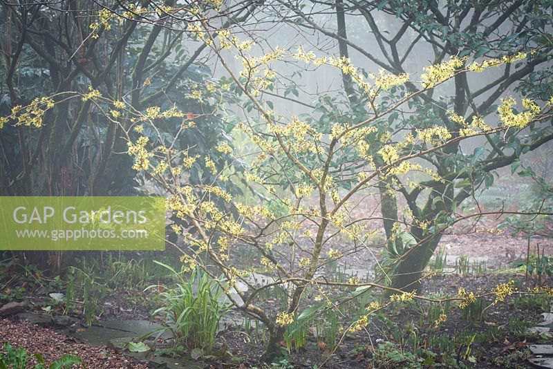 Hamamelis x intermedia 'Pallida' syn. H mollis 'Pallida' - Hamamélis dans la zone boisée un matin brumeux à Glebe Cottage