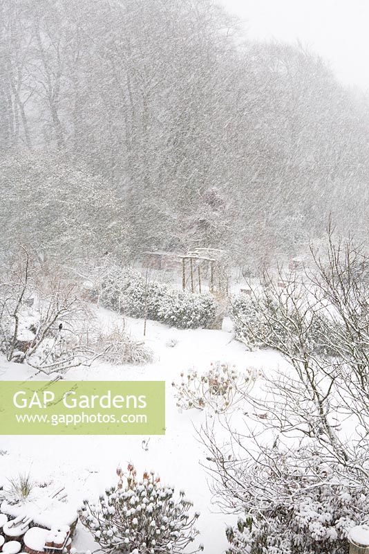 La neige qui tombe à Glebe Cottage. Vue aérienne du jardin. Merle solitaire sur arbre