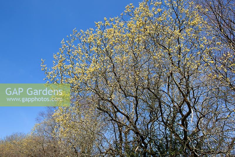 Salix caprea contre un ciel bleu - Great Sallow, Goat willow, Pussy willow