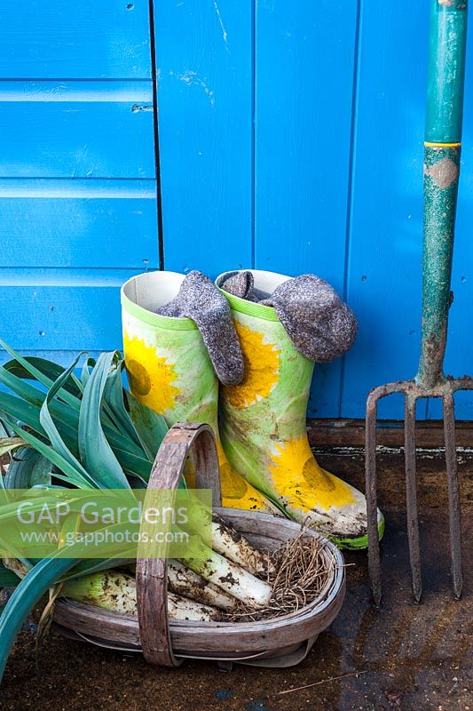 Trug en bois de poireaux fraîchement creusés dans le porche avec dames wellingtons, chaussettes welly et fourche de jardin