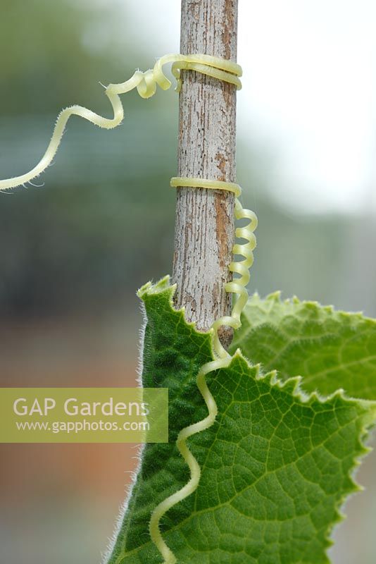 Cucumis sativus - Vrilles de concombre enroulées de canne ronde en serre, juillet