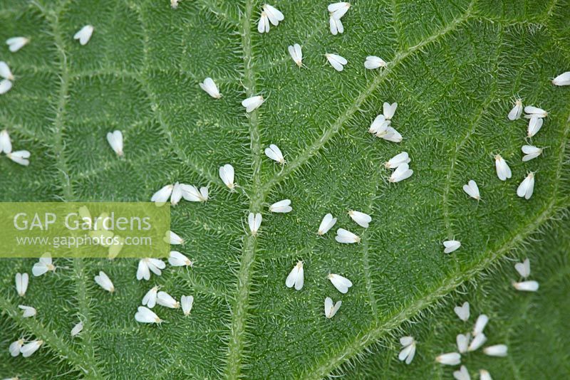 Trialeurodes vaporariorum - Aleurode des serres sur la face inférieure de la feuille de concombre, juillet