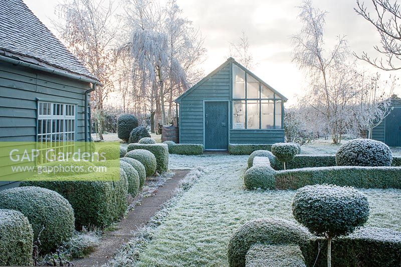 Vue sur jardin et appentis sur serre. If commun et haies topiaires et naines le matin glacial de décembre - The Mill House, Little Sampford, Essex