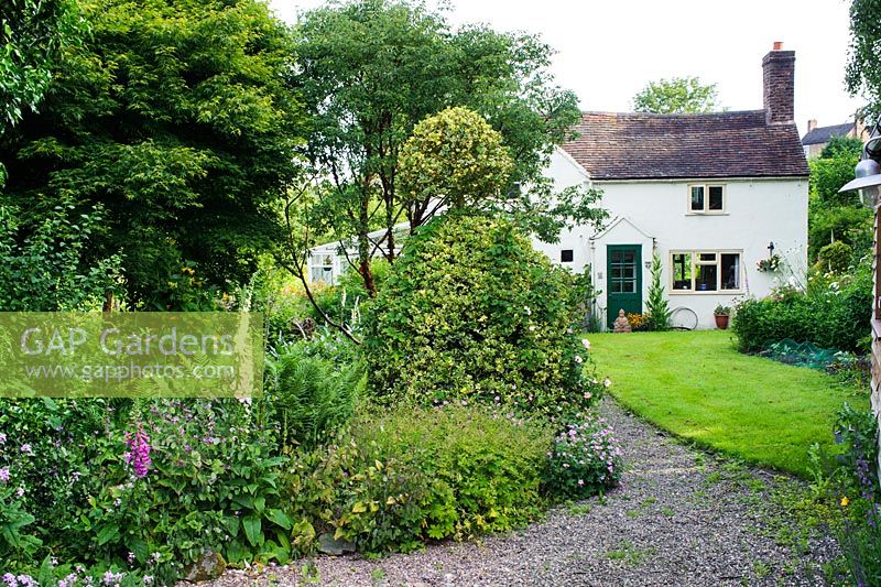 Vue de la maison, gravière, pelouse, houx topiaire, digitales et géraniums rustiques, Acer palmatum et Acer griseum