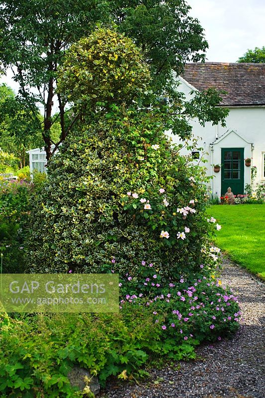 Vue de la maison, chemin de gravier, pelouse, houx topiaire, géraniums rustiques et Acer griseum