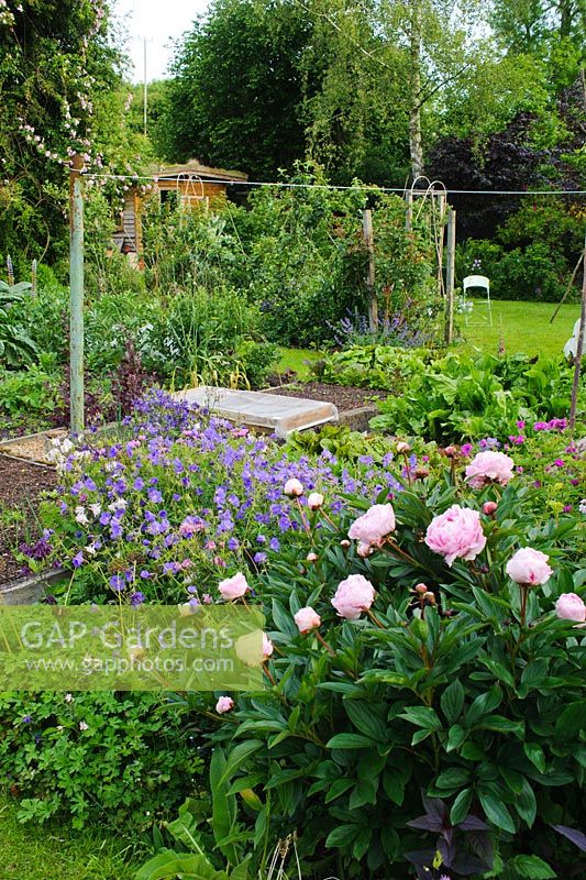 Paeonia 'Sarah Bernhardt' en bordure végétale avec géraniums rustiques. Jardin potager et fruitier en arrière-plan