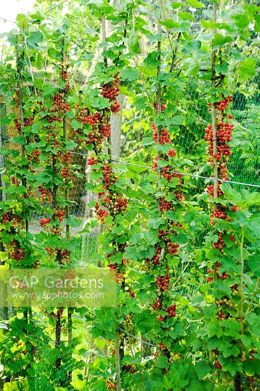 Ribes 'Red Lake' - Groseilles formées comme cordons verticaux. Fruits mûrs protégés par des filets pour oiseaux