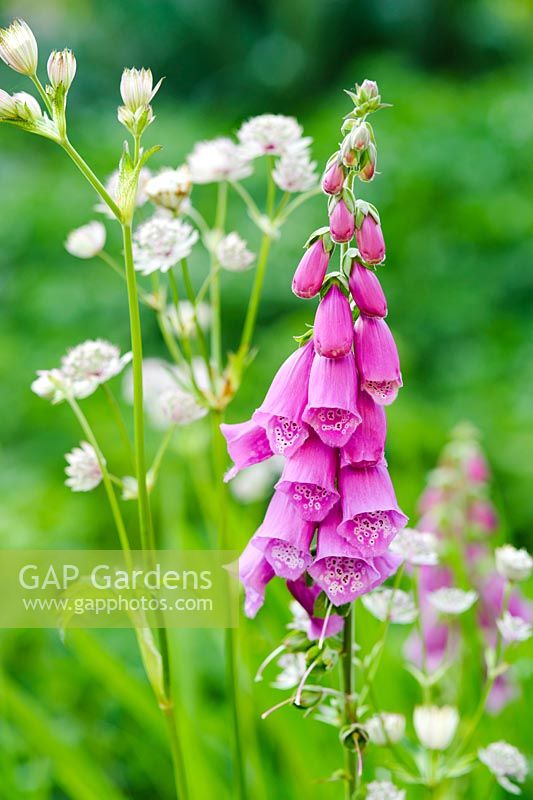 Digitalis purpurea poussant avec Astrantia