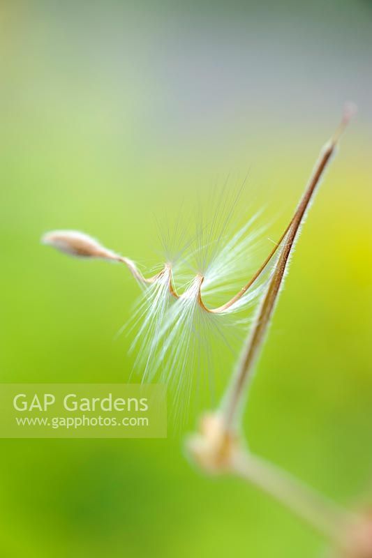 Pelargonium bowkeri. Détail de la graine montrant la queue du tire-bouchon qui s'enroule et se déroule en réponse aux changements d'humidité et a évolué pour se «percer» dans le sol pour germer