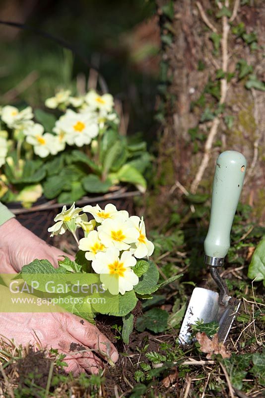 Planter des primevères Primula 'Woodland Dell' dans le jardin du printemps