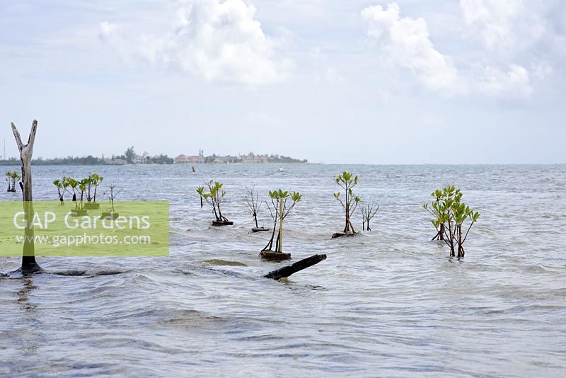 Mangroves plantées en boules de ciment le long du bord de mer