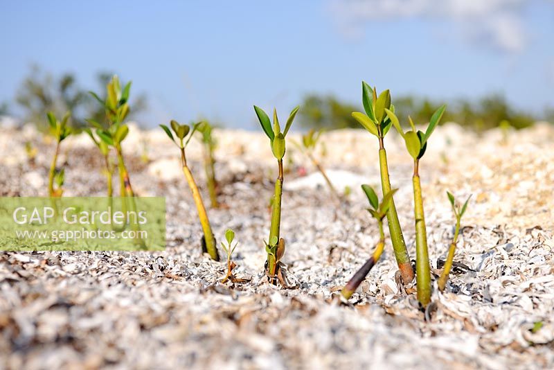 Rhizophora mangle - Semis de mangrove