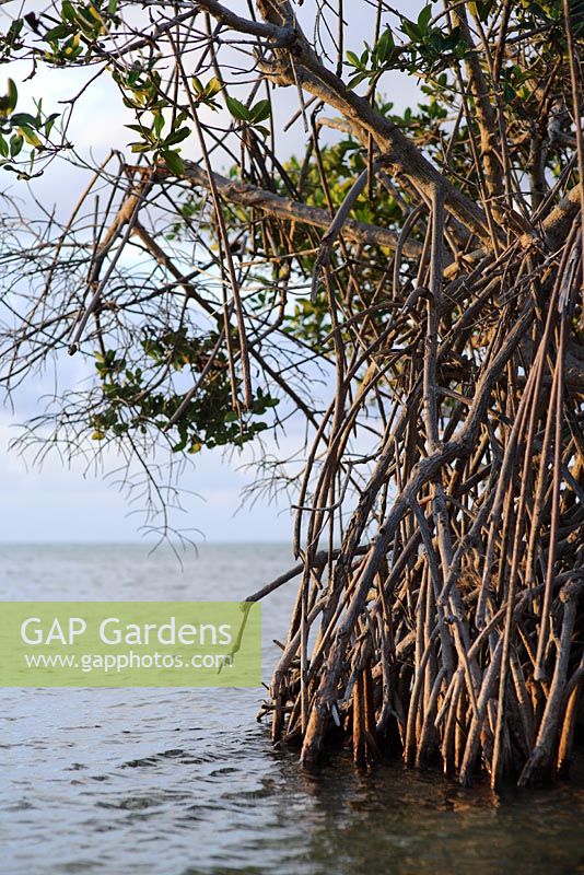 Rhizopora mangle - Mangrove rouge sur Little Cayman