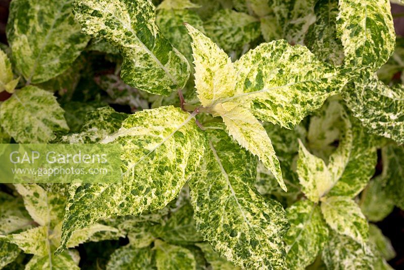 Hydrangea Fuji 'Snowstorm'