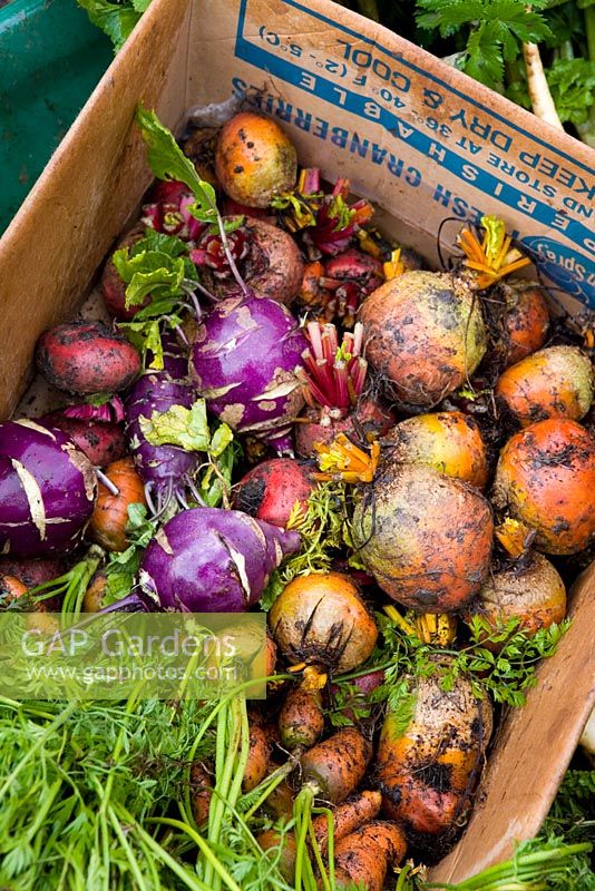 Légumes-racines récoltés dans une boîte en carton comprenant des betteraves, des carottes et du chou-rave
