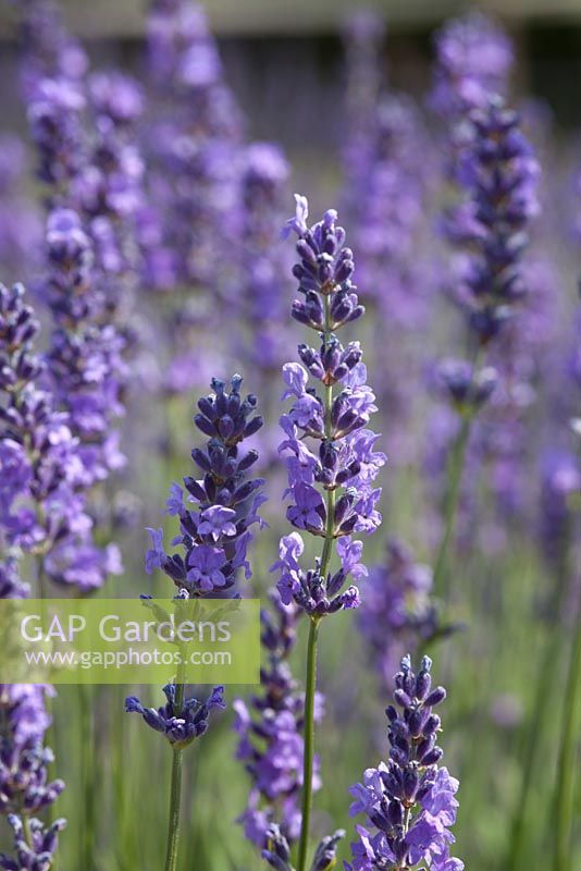 Lavandula 'Royal Purple'