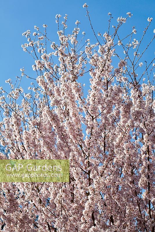 Prunus pendula var ascendens Fleur 'Rosea' au printemps